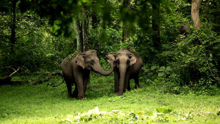 Wayanad Wildlife Sanctuary - an integral part of Nilgiri  Biosphere Reserve, Wayanad 