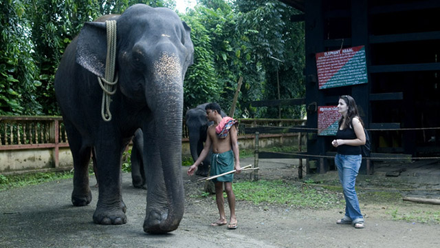 Kodanad - one of the largest elephant training centres in Kerala |  Abhayaranyam at Kaprikkad | Kerala Tourism