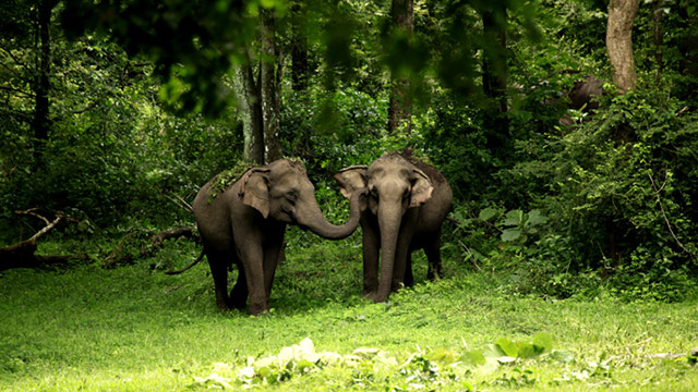 Wayanad Wildlife Sanctuary - an integral part of Nilgiri Biosphere Reserve,  Wayanad | Kerala Tourism