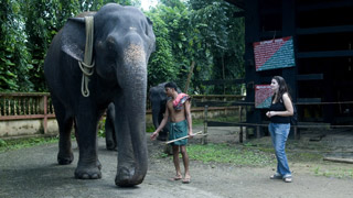 Centre de formation des éléphants à Kodanad