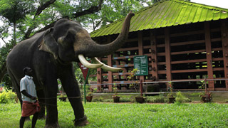 Centre de formation des éléphants Konni à Pathanamthitta