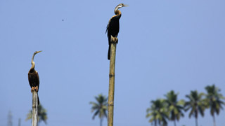 Kumarakom Vogelschutzgebiet