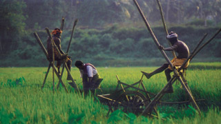 Kuttanad - die Reisschale von Kerala