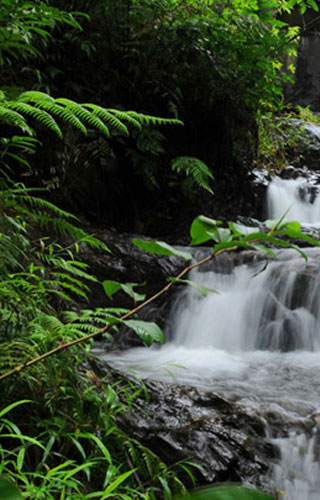 Chethalayam Falls, Wayanad