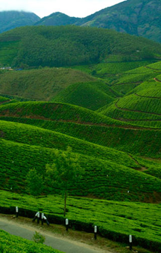 Devikulam Hills