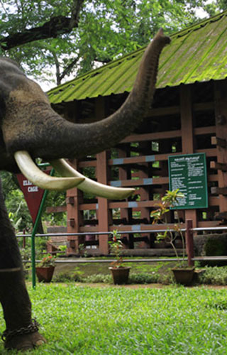 Konni Elephant Training Centre in Pathanamthitta
