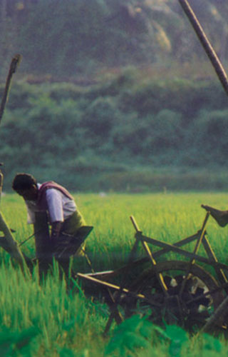 Kuttanad - el tazón de arroz de Kerala