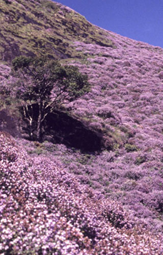 Neelakurinji Flower Blooming