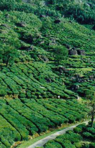 Pullumedu Hill in Idukki