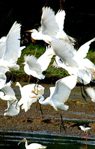 Thattekkad Bird Sanctuary