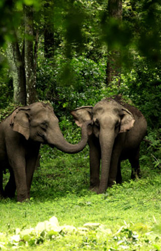 Wayanad Wildlife Sanctuary
