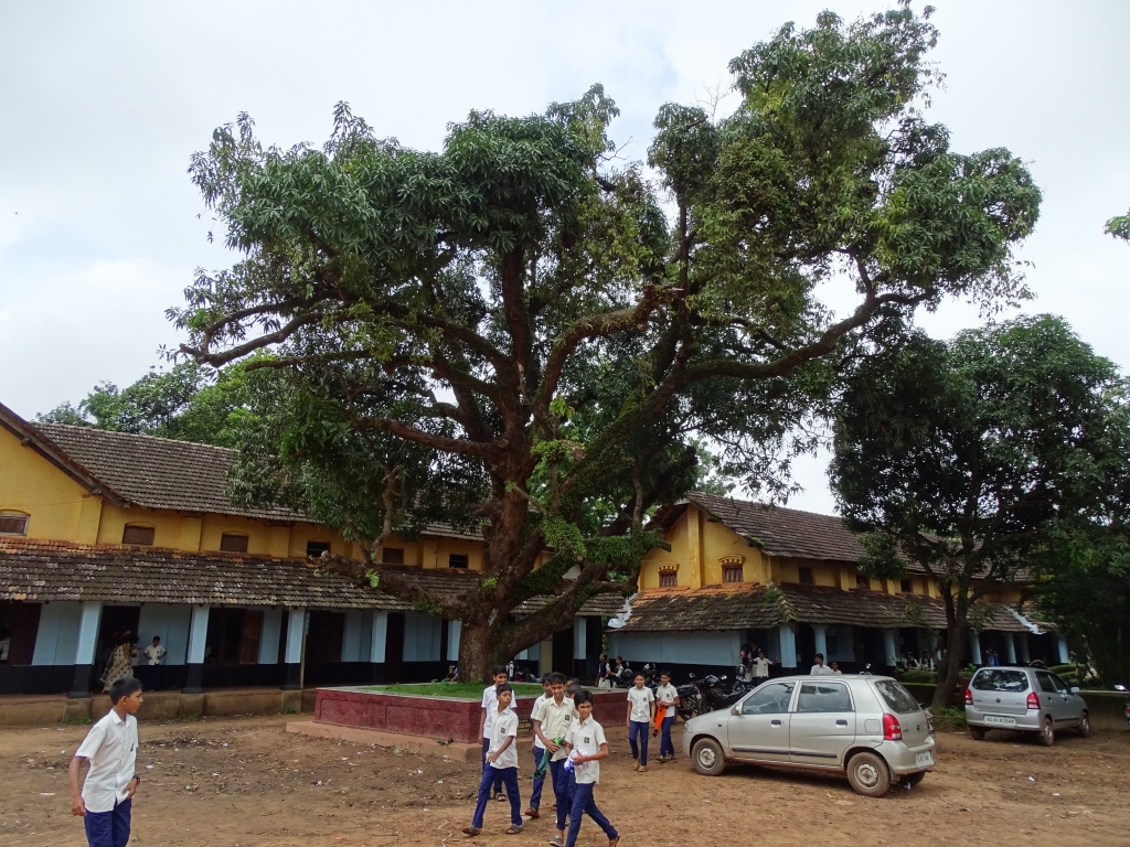 100 year's old Mango tree inside the school campus