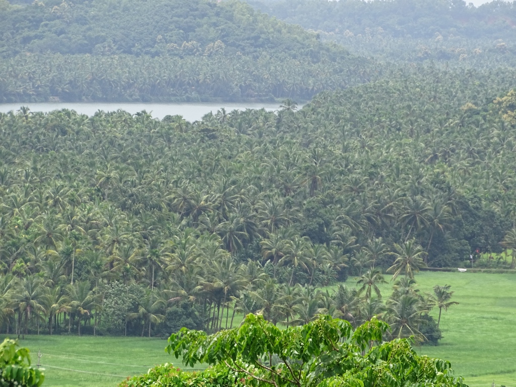 Coconut groves and Thejaswini River