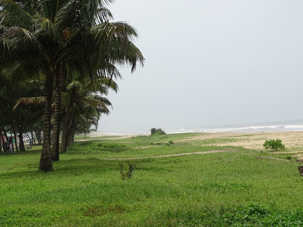 Coconut trees on Bekal beach shore