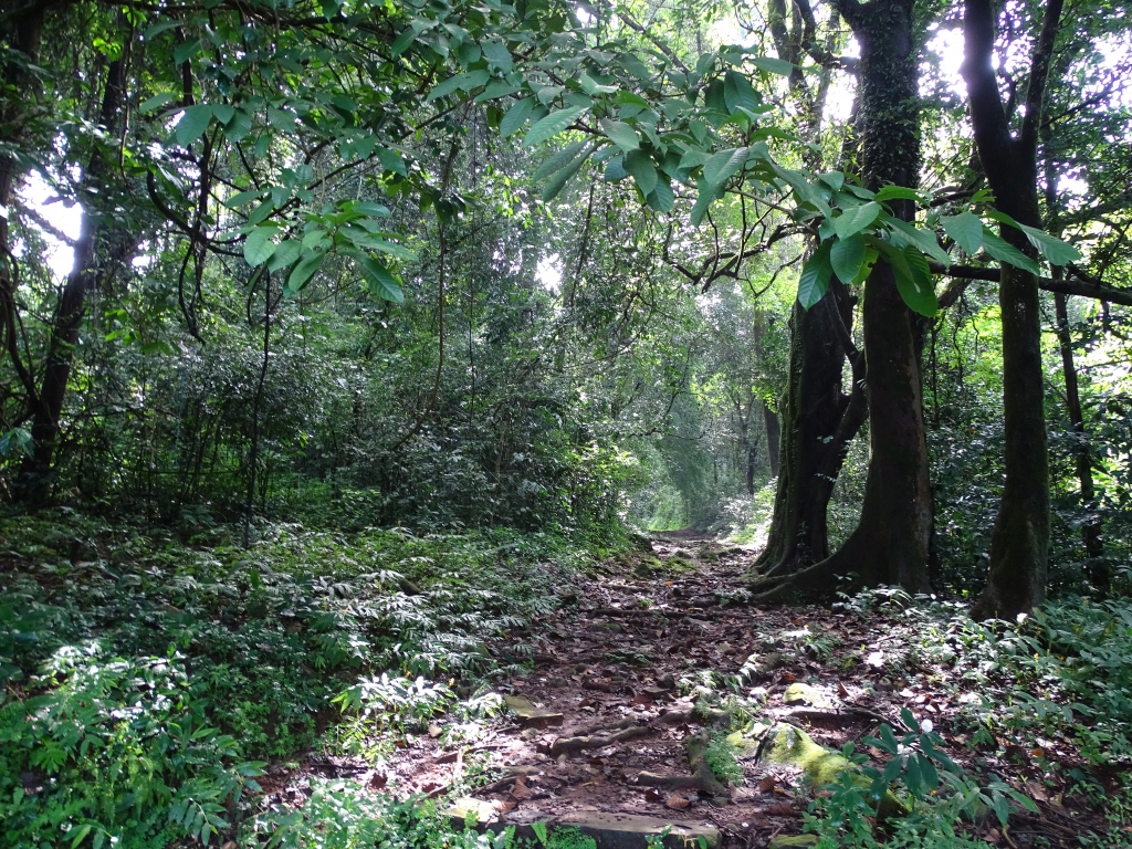 Forest trails to Kunnathurpadi Muthappan Devasthanam