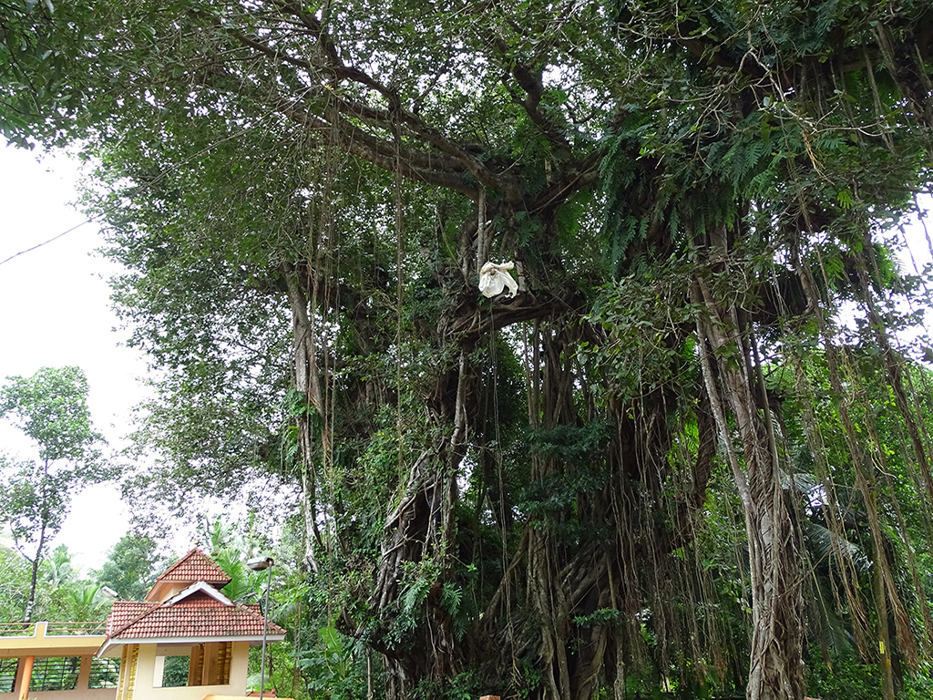 Huge Banyan Tree in front of the temple