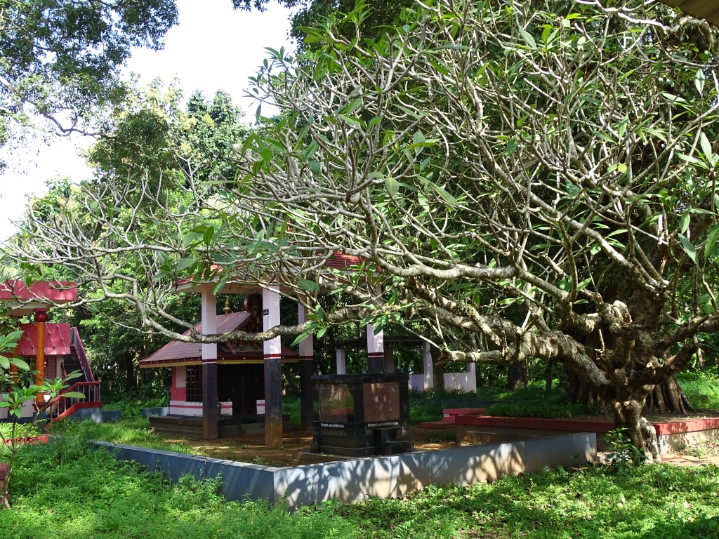 Kavu at Sree Kottanachery Temple