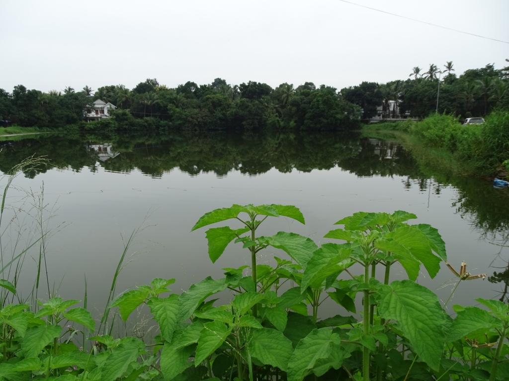 Pond adjoining Sree Chakrapani Temple