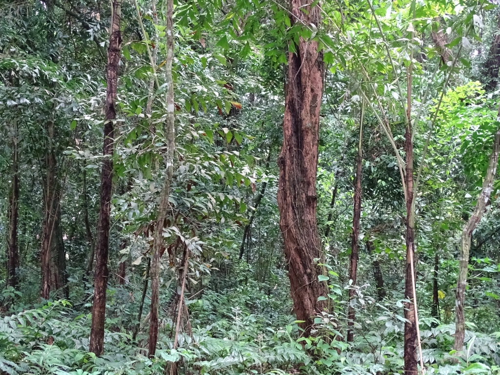Sacred Grove of Palakkattu