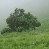 A tree atop Pythal Mala