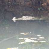 Babiya Crocodile, Ananthapura Lake Temple