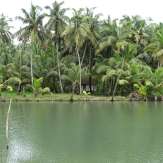 Coconut trees near Padanna backwaters