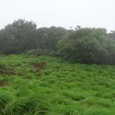 Green meadows of Paithal Mala