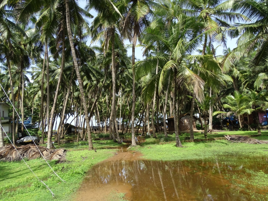 Coconut trees, Chootad beach shore