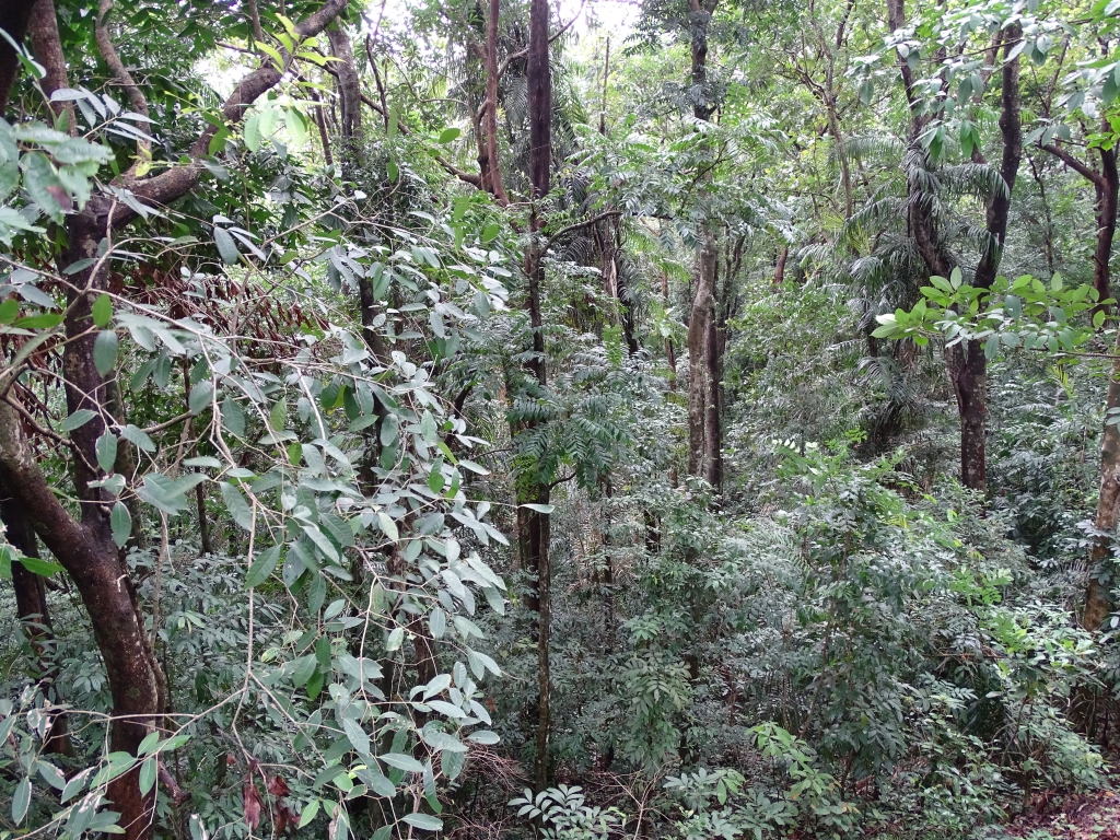 Elappedika Forest