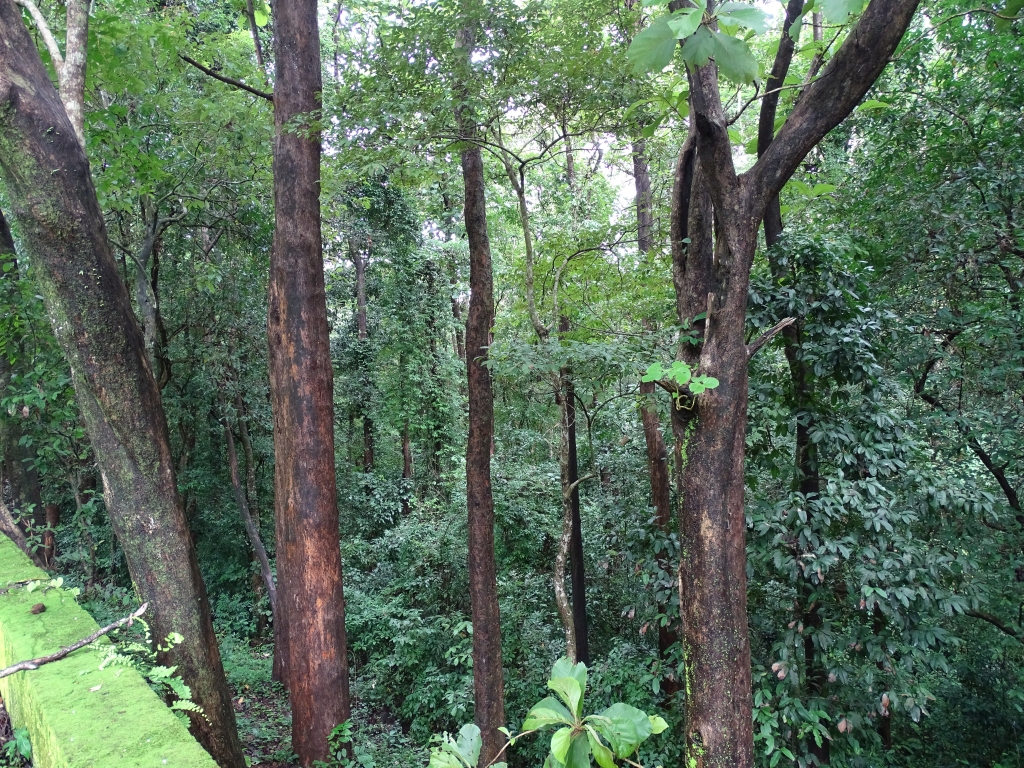Forested hills of Elappedika