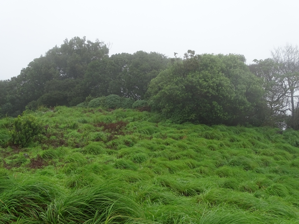 Green meadows of Paithal Mala