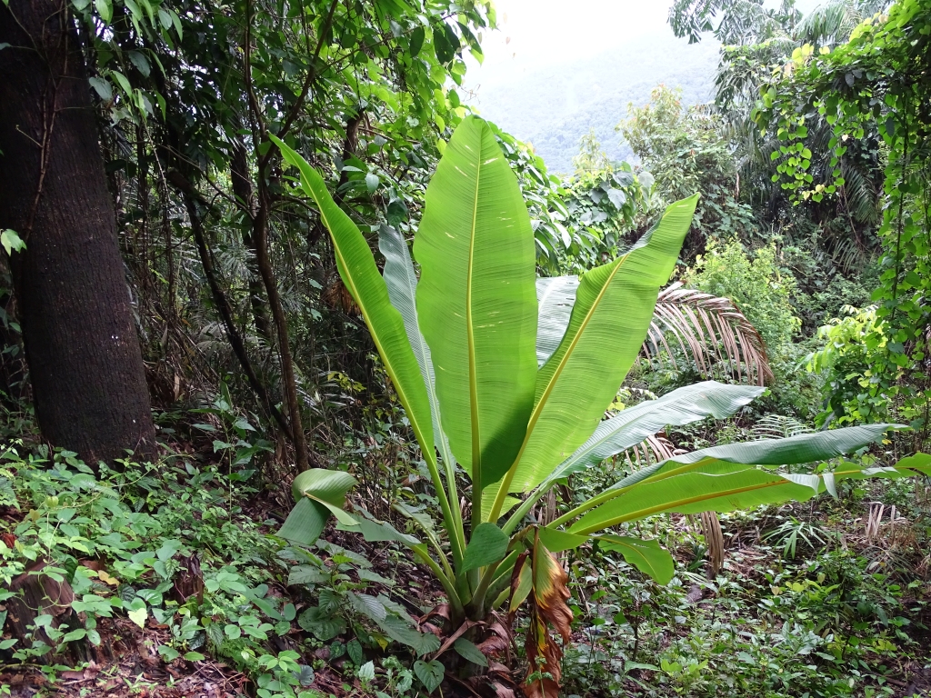 Herbal Banana Plant