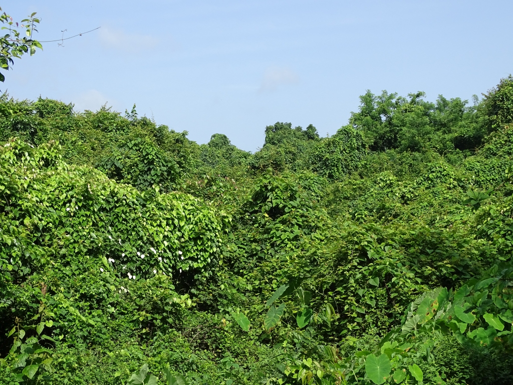 Lush greenery near Madayi Kavu