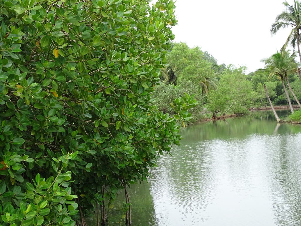 Mangroves of Padanna