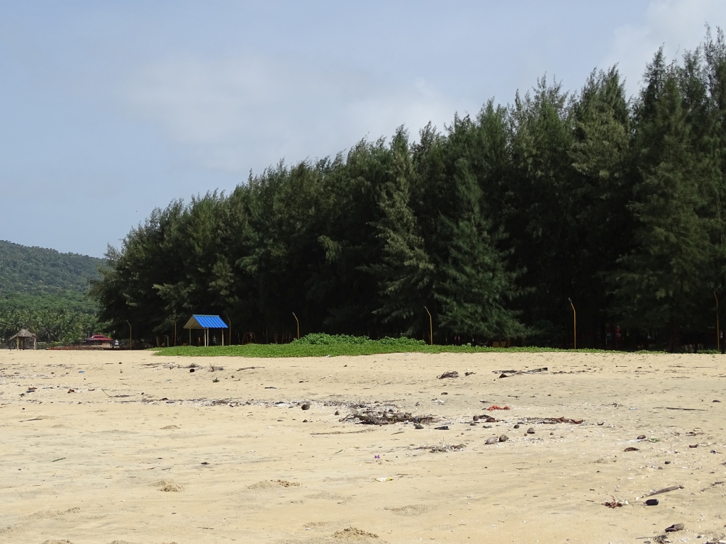 Pine trees near Chootad beach