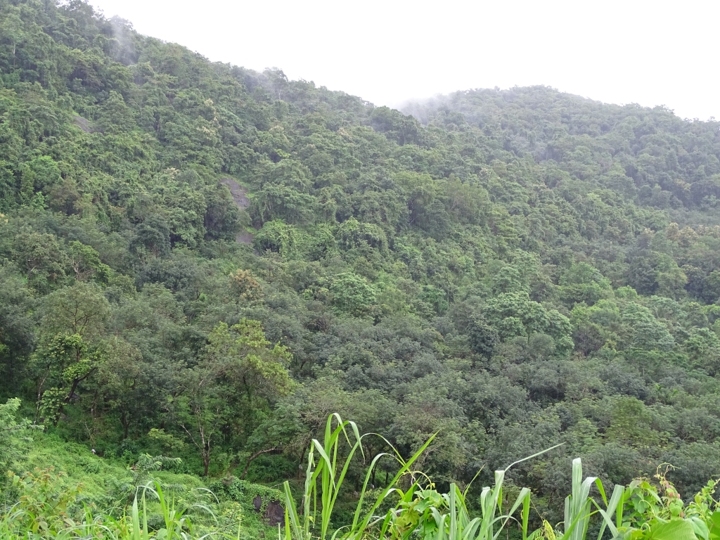 Puralimala forests