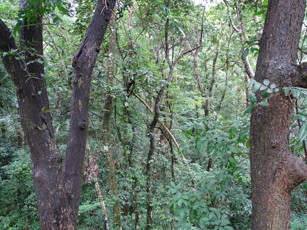 Trees inside Elappedika Forest