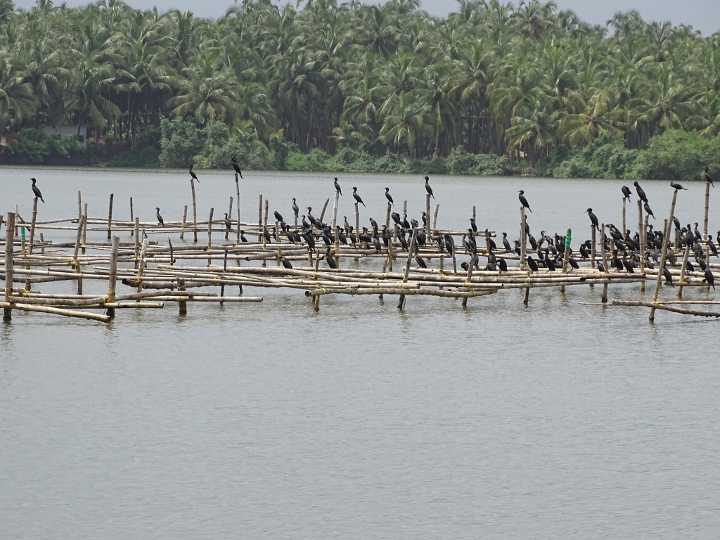 Water birds at Padanna backwaters
