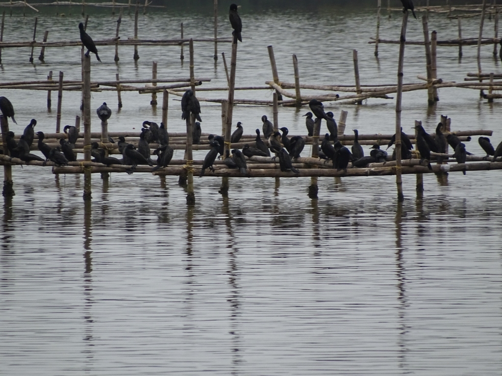 Waterbirds at Edayilekkad Lake