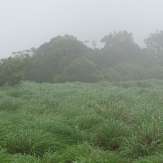 Mist covered grass