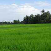 Paddy fields of Vellur