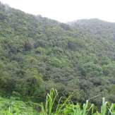 Puralimala forests
