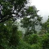 Pythal Forests