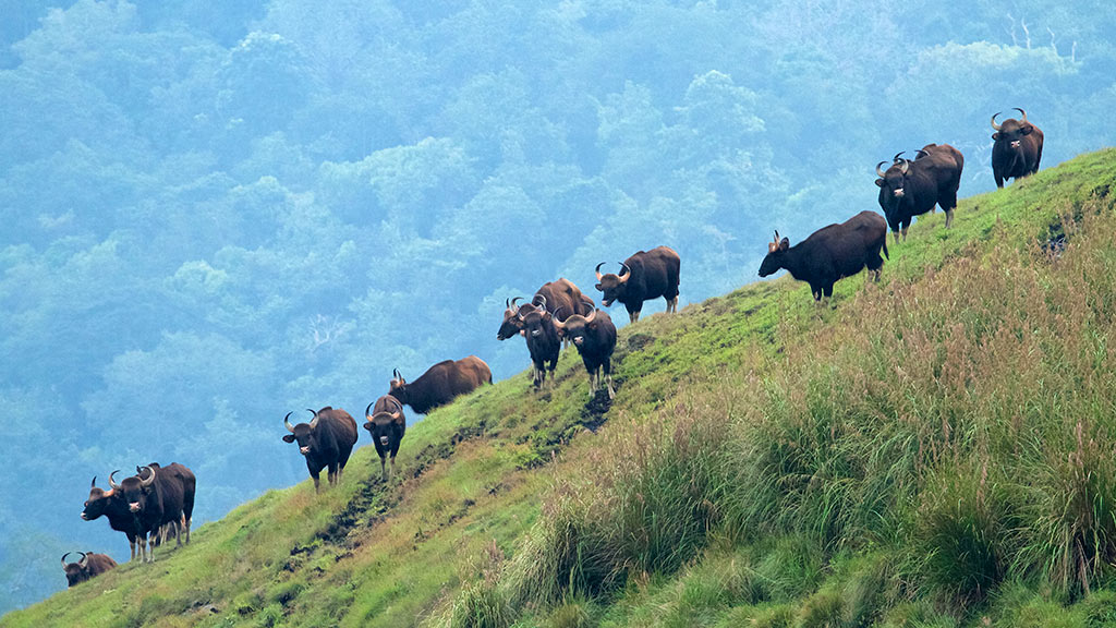 Idukki Wildlife Sanctuary and Eco tourism Activities | Trekking