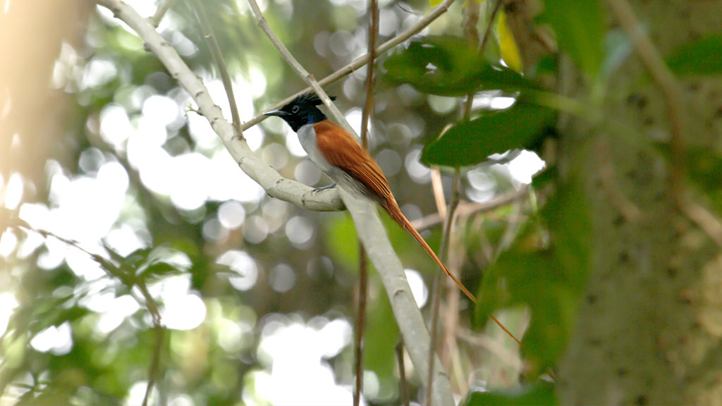 Image result for mangalavanam bird sanctuary