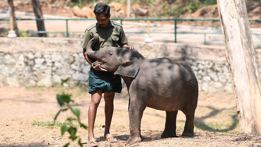 Kottur - elephant rehabilitation Centre Thiruvananthapuram