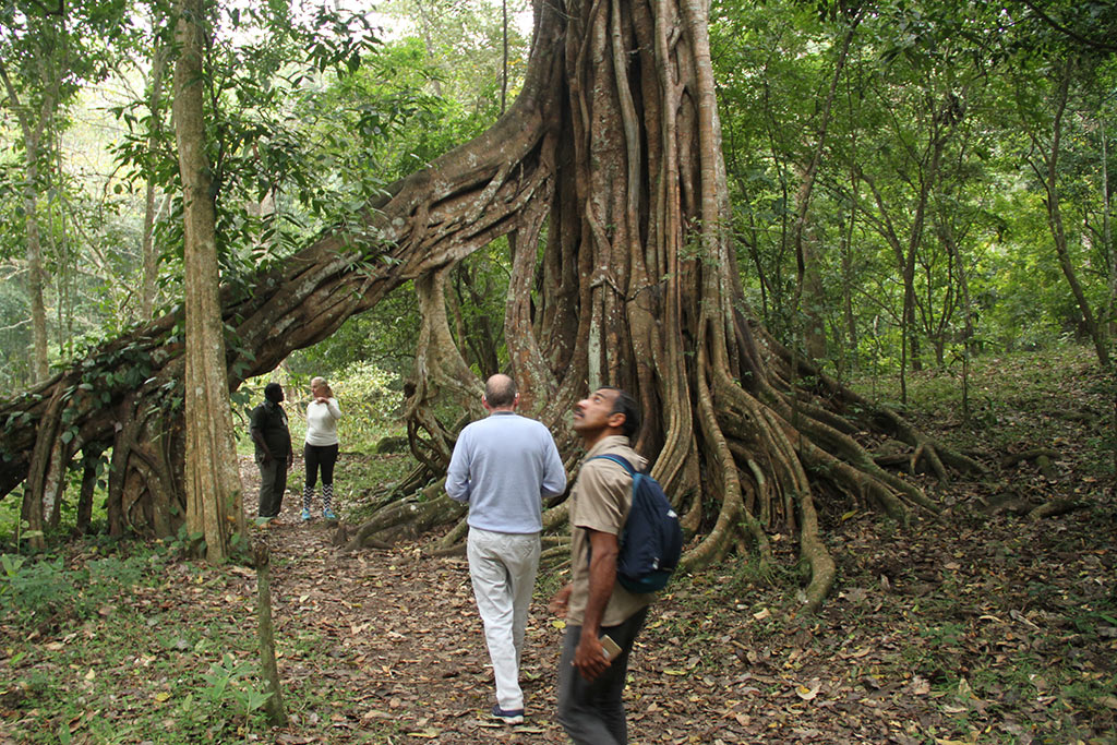 kerala forest tourism