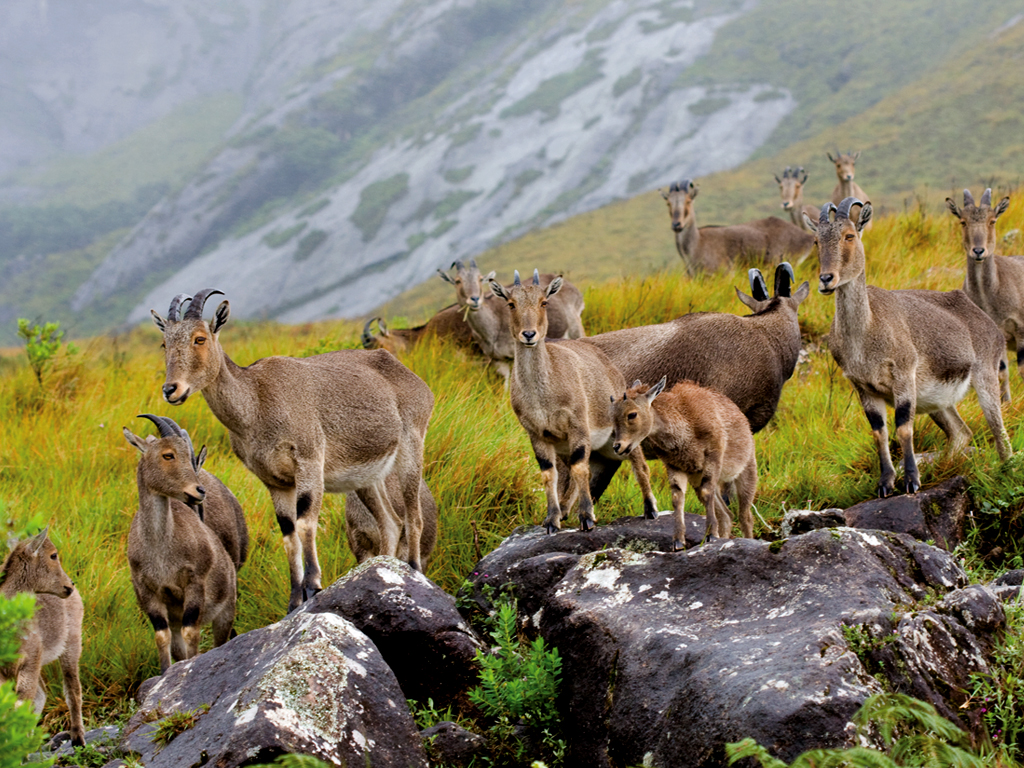 eravikulam national park tourism