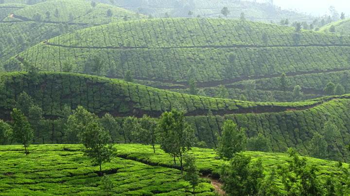 The heaven of hills - Devikulam 