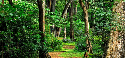 Rosemala – An Eco Tourism Spot in   Shenduruney Forest, Kollam 